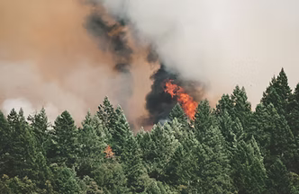 Wild Forest Fires